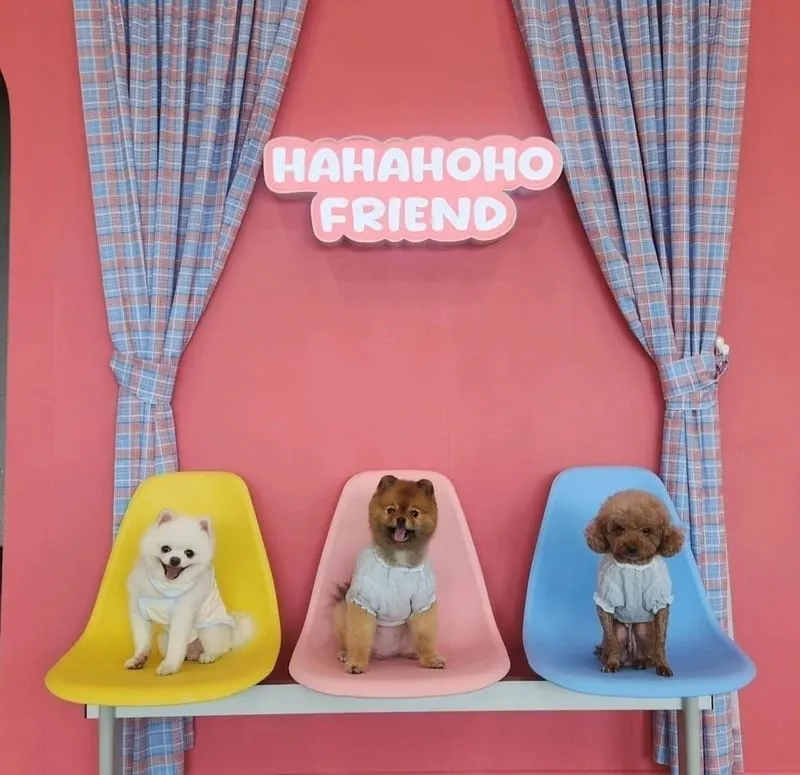 하하호호프렌드 애견동반펜션 사진 1