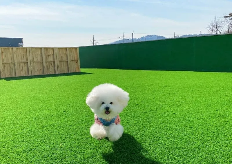 글램독 애견펜션 영흥도점 사진 1