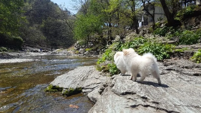 가평 노팅힐 계곡애견펜션 사진 1