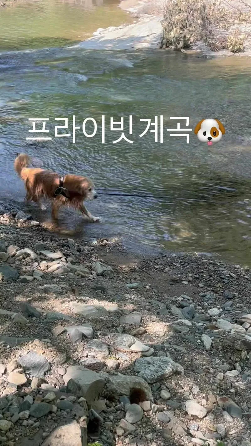 가평 노팅힐 계곡애견펜션 사진 3