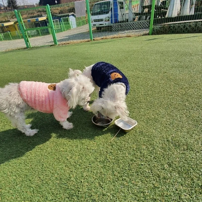 애견동반멍멍아노올자펜션 사진 5