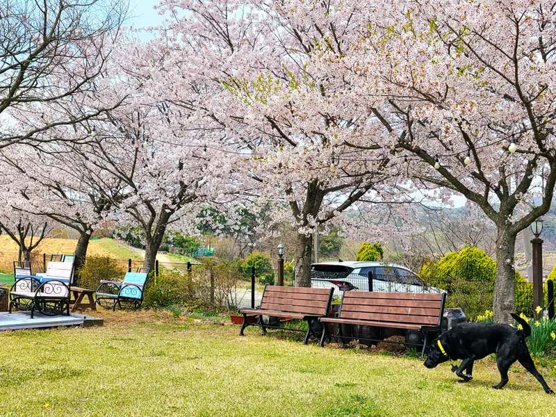 헤이도그 뜨락펜션 사진 2