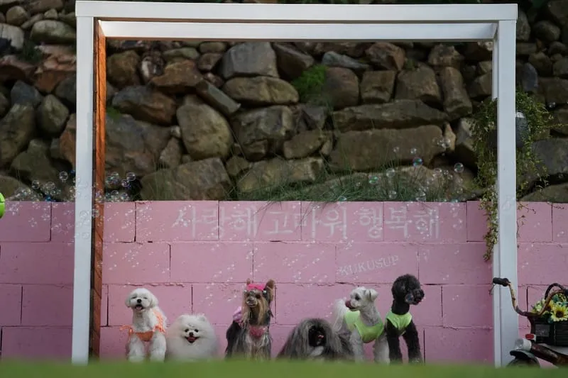 쿠쿠숲펜션 사진 5