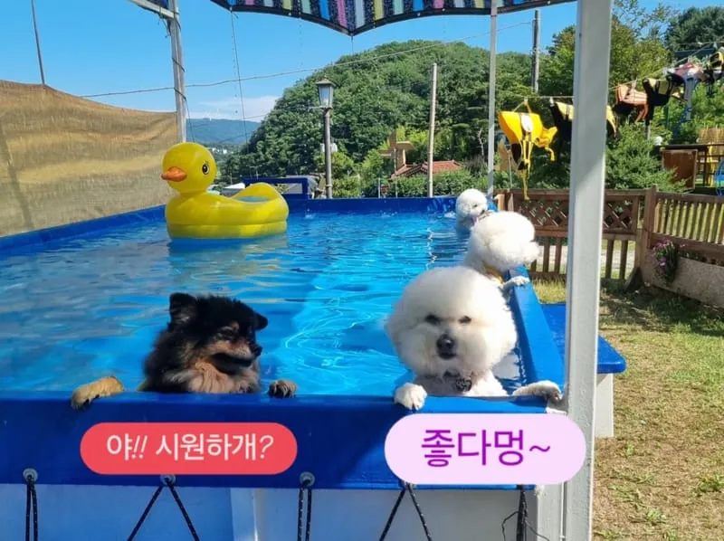 경주애견펜션 해피데이해피독 사진 1