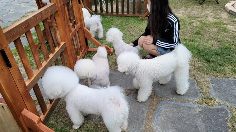 경주애견펜션 해피데이해피독 사진 5
