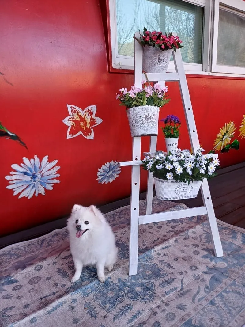 코코락유유 사진 4