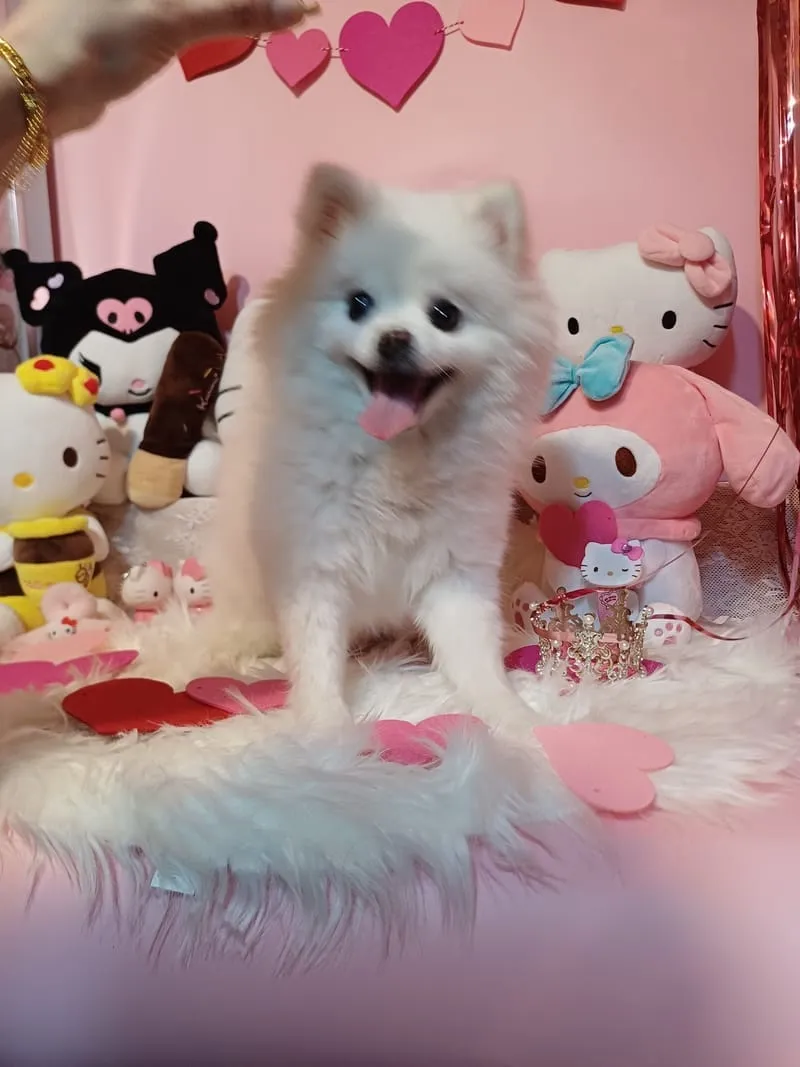 코코락유유 사진 5