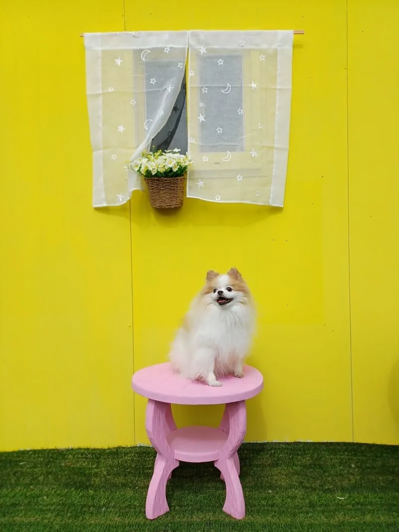 코코락유유 사진 6