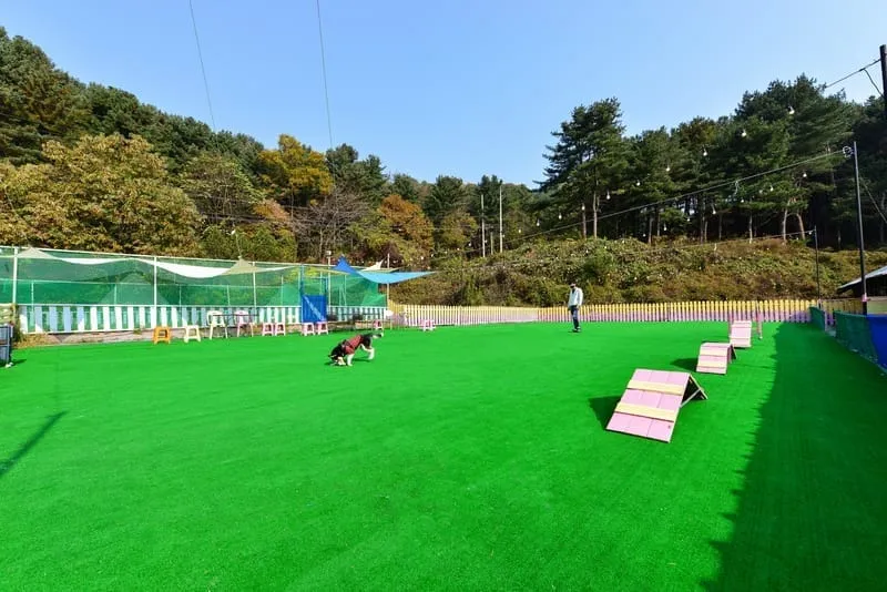 땡큐도그펜션 사진 5