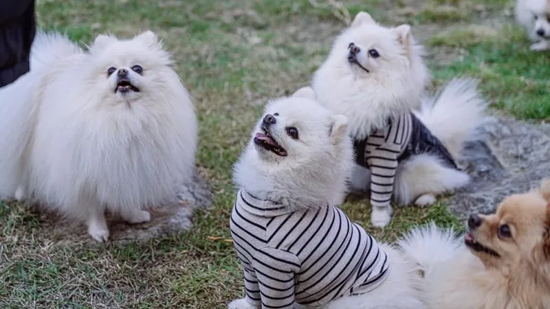산타모니카펜션 사진 2