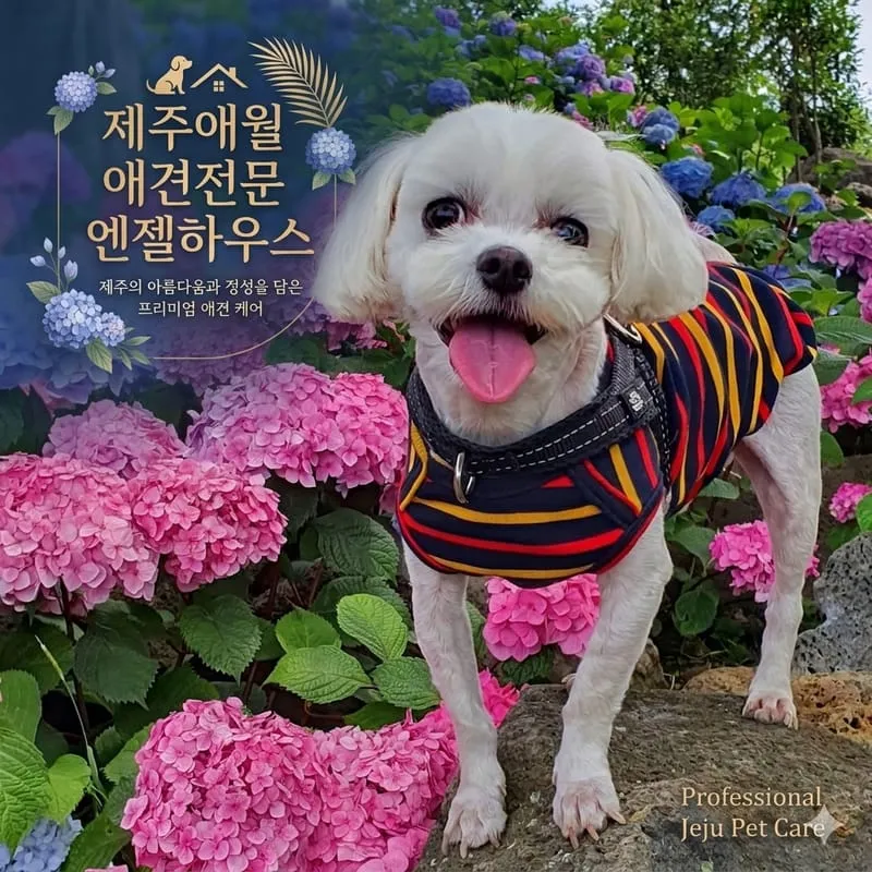 제주애견전문 엔젤하우스 사진 1