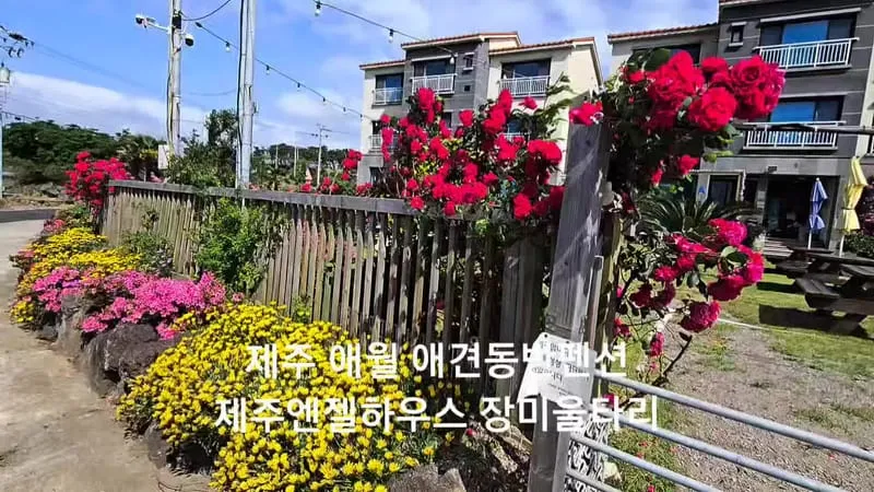 제주애견전문 엔젤하우스 사진 3